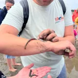 Wattloopke - Eure Wattwanderung auf Borkum Bild 2